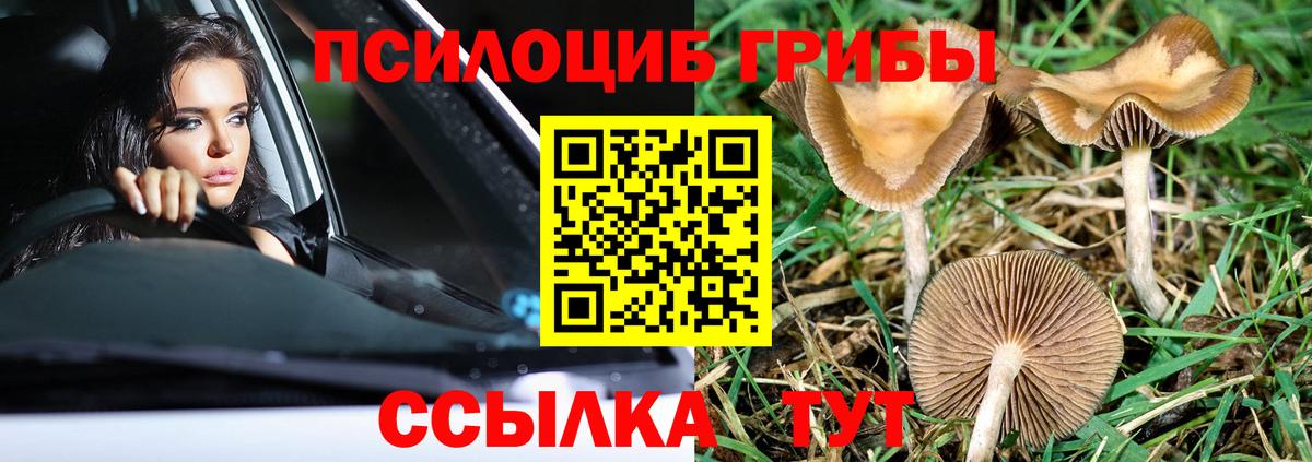 Псилоцибиновые грибы Cubensis Воркута
